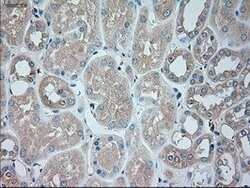 SERPINA1 Mouse anti-Canine, Human, Clone: OTI5B12, lyophilized, TrueMAB