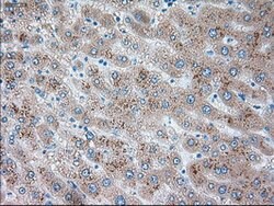 SERPINA1 Mouse anti-Canine, Human, Clone: OTI5B12, lyophilized, TrueMAB