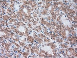 SERPINA1 Mouse anti-Canine, Human, Clone: OTI9A1, lyophilized, TrueMAB