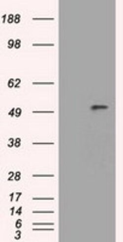 SERPINA1 Mouse anti-Canine, Human, Clone: OTI5B12, lyophilized, TrueMAB