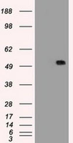 SERPINA1 Mouse anti-Canine, Human, Clone: OTI11G2, liquid, TrueMAB 100