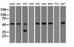 SERPINA1 Mouse anti-Canine, Human, Clone: OTI11G2, liquid, TrueMAB 100