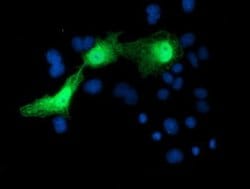 SERPINA5 Monoclonal Antibody (OTI2H10), TrueMAB , OriGene:Antibodies:Primary