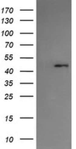 SERPINA5 Monoclonal Antibody (OTI1C4), TrueMAB , OriGene 100 &mu;L; Unconjugated:Antibodies,