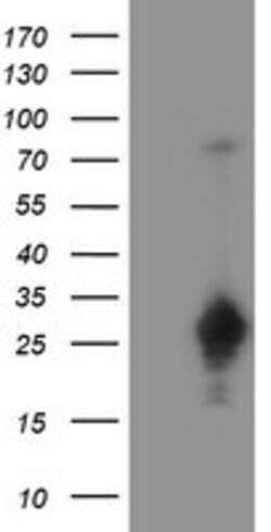 SERPINA5 Mouse anti-Human, Clone: OTI1E3, lyophilized, TrueMAB 100 &mu;g;