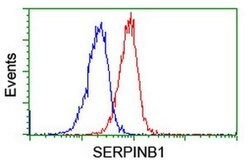 SERPINB1 Monoclonal Antibody (OTI4B3), TrueMAB , OriGene 100 &mu;L; Unconjugated:Antibodies,