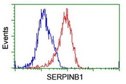 SERPINB1 Mouse anti-Canine, Human, Rat, Clone: OTI3B4, liquid, TrueMAB