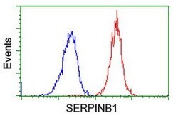 SERPINB1 Mouse anti-Canine, Human, Rat, Clone: OTI3B4, liquid, TrueMAB