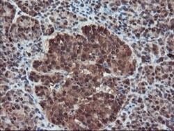 SERPINB1 Monoclonal Antibody (OTI4B3), TrueMAB , OriGene 100 &mu;L; Unconjugated:Antibodies,