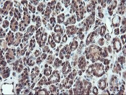 SERPINB1 Monoclonal Antibody (OTI4B3), TrueMAB , OriGene 100 &mu;L; Unconjugated:Antibodies,