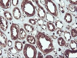 SERPINB1 Monoclonal Antibody (OTI4B3), TrueMAB , OriGene 100 &mu;L; Unconjugated:Antibodies,