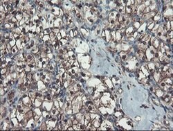 SERPINB1 Monoclonal Antibody (OTI4B3), TrueMAB , OriGene 100 &mu;L; Unconjugated:Antibodies,