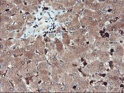 SERPINB1 Monoclonal Antibody (OTI4B3), TrueMAB , OriGene 100 &mu;L; Unconjugated:Antibodies,