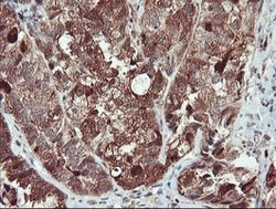 SERPINB1 Mouse anti-Canine, Human, Rat, Clone: OTI3B4, lyophilized, TrueMAB