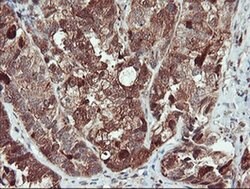 SERPINB1 Mouse anti-Canine, Human, Rat, Clone: OTI3B4, liquid, TrueMAB