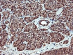 SERPINB1 Mouse anti-Canine, Human, Rat, Clone: OTI3B4, lyophilized, TrueMAB