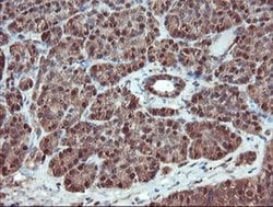 SERPINB1 Mouse anti-Canine, Human, Rat, Clone: OTI3B4, liquid, TrueMAB