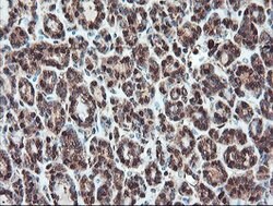 SERPINB1 Mouse anti-Canine, Human, Rat, Clone: OTI3B4, lyophilized, TrueMAB
