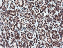 SERPINB1 Mouse anti-Canine, Human, Rat, Clone: OTI3B4, liquid, TrueMAB