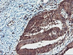 SERPINB1 Mouse anti-Canine, Human, Rat, Clone: OTI3B4, liquid, TrueMAB