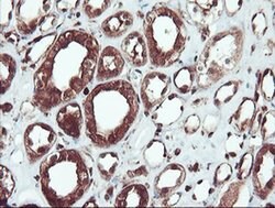 SERPINB1 Mouse anti-Canine, Human, Rat, Clone: OTI3B4, liquid, TrueMAB