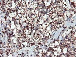 SERPINB1 Mouse anti-Canine, Human, Rat, Clone: OTI3B4, lyophilized, TrueMAB