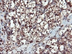 SERPINB1 Mouse anti-Canine, Human, Rat, Clone: OTI3B4, liquid, TrueMAB