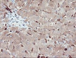 SERPINB1 Mouse anti-Canine, Human, Rat, Clone: OTI3B4, liquid, TrueMAB