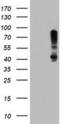 SERPINB1 Mouse anti-Canine, Human, Rat, Clone: OTI3B4, lyophilized, TrueMAB