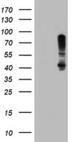 SERPINB1 Mouse anti-Canine, Human, Rat, Clone: OTI3B4, liquid, TrueMAB