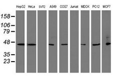 SERPINB1 Mouse anti-Canine, Human, Rat, Clone: OTI3B4, lyophilized, TrueMAB