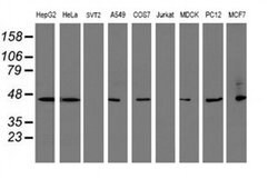 SERPINB1 Mouse anti-Canine, Human, Rat, Clone: OTI3B4, liquid, TrueMAB