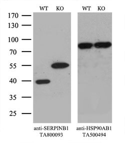 SERPINB1 Mouse anti-Canine, Human, Rat, Clone: OTI3B4, lyophilized, TrueMAB