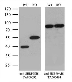 SERPINB1 Mouse anti-Canine, Human, Rat, Clone: OTI3B4, liquid, TrueMAB