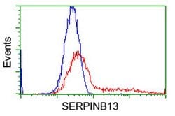 SERPINB13 Mouse anti-Human, Mouse, Rat, Clone: OTI1A7, lyophilized, TrueMAB