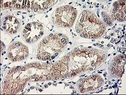 SERPINB13 Monoclonal Antibody (OTI2B6), TrueMAB , OriGene 30 &mu;L; Unconjugated:Antibodies,