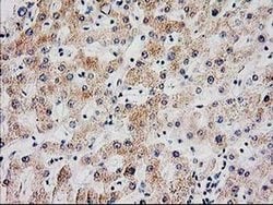 SERPINB13 Monoclonal Antibody (OTI2B6), TrueMAB , OriGene:Antibodies:Primary