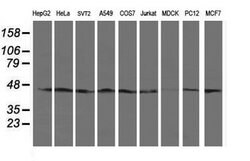 SERPINB13 Mouse anti-Human, Mouse, Rat, Clone: OTI1A7, lyophilized, TrueMAB