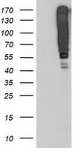 SERPINB13 Mouse anti-Human, Mouse, Clone: OTI1D4, lyophilized, TrueMAB