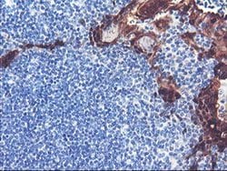 SERPINB2 Mouse anti-Human, Clone: OTI1F6, liquid, TrueMAB 100 &mu;L; Unconjugated:Antibodies,
