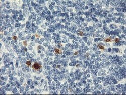 SERPINB2 Monoclonal Antibody (OTI4E6), TrueMAB , OriGene 30 &mu;L; Unconjugated:Antibodies,