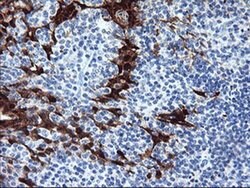 SERPINB2 Monoclonal Antibody (OTI3H1), TrueMAB , OriGene 30 &mu;L; Unconjugated:Antibodies,