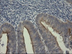 SERPINB3 Mouse anti-Canine, Human, Rat, Clone: OTI3C2, lyophilized, TrueMAB