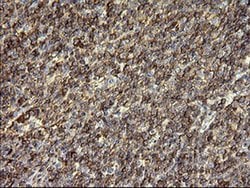 SERPINB3 Monoclonal Antibody (OTI1G9), TrueMAB , OriGene 30 &mu;L; Unconjugated:Antibodies,