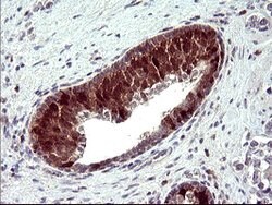 SERPINB3 Mouse anti-Human, Clone: OTI2B11, lyophilized, TrueMAB 100 &mu;g;