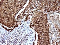 SERPINB3 Mouse anti-Human, Clone: OTI3G4, liquid, TrueMAB 100 &mu;L; Unconjugated:Antibodies,
