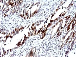 SERPINB3 Mouse anti-Human, Clone: OTI3G4, liquid, TrueMAB 100 &mu;L; Unconjugated:Antibodies,