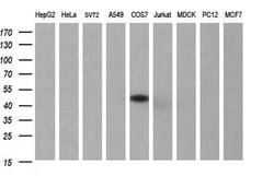 SERPINB3 Mouse anti-Human, Clone: OTI3G4, liquid, TrueMAB 100 &mu;L; Unconjugated:Antibodies,