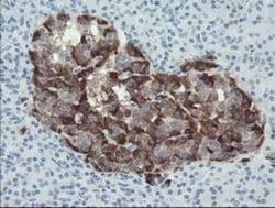 SERPINE2 Monoclonal Antibody (OTI6F3), TrueMAB , OriGene 100 &mu;L; Unconjugated:Antibodies,