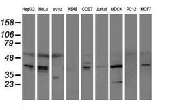 SERPINE2 Mouse anti-Canine, Human, Mouse, Clone: OTI4E4, lyophilized, TrueMAB